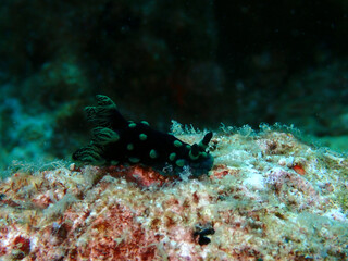 Naklejka na ściany i meble Macro shot of nudibranch at Tenggol Island