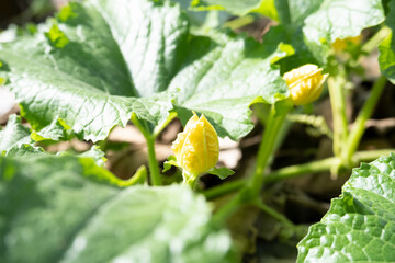 flower of pumpkin on the vine
