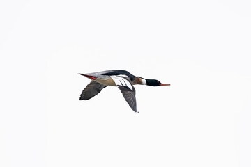 ウミアイサ雄飛翔(Red-breasted merganser)