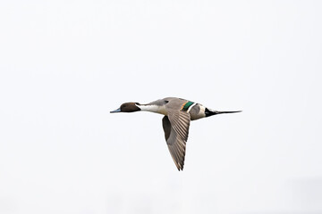 オナガガモ雄飛翔(Northern Pintail)