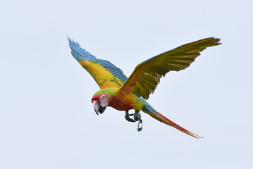 Macaw bird ( ara macao) in flight