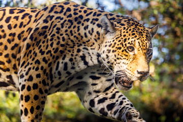 Fototapeta na wymiar Jaguar Panthera onca majestic feline, hunting in Pantanal, Brazil