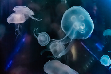 Fototapeta premium 日本近海生息 ミズクラゲ