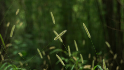 Obraz premium Beautiful wild grasses usually occur in the rainy season.