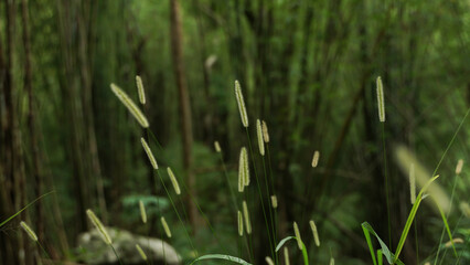 Beautiful wild grasses usually occur in the rainy season.