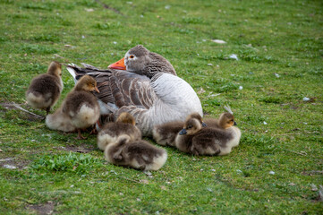 Little geese (anser anser) and their mother on the grass