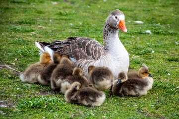 Little geese (anser anser) on the grass with their mother