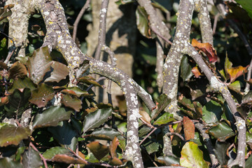 miniature ornamental tree with leaves and branches