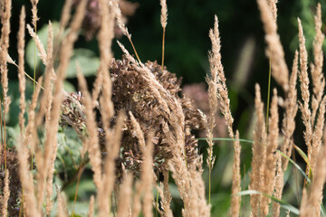 dried grass seed plumes or heads in the park