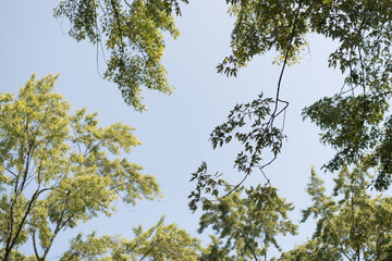 branches with leaves and blue sky
