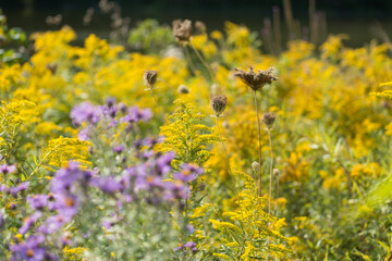 goldenrod (Solidago nemoralis) and other wildflowers (aster, wild carrot) in the park