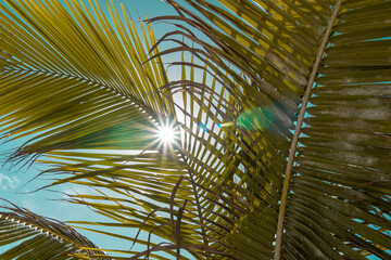 Beautiful palm trees on the beach of tulum, the magical caribbean