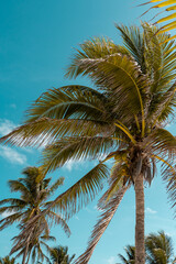 Fototapeta na wymiar Beautiful palm trees on the beach of tulum, the magical caribbean