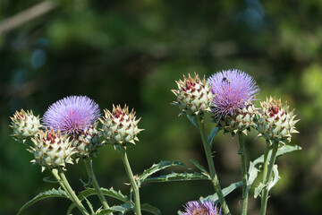 bee making its was through a flowering artichoke thistle used as ornamental flowers in a bed at the park