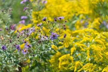 Obraz premium violet (symphyotrichum novi-belgii) and yellow (solidago nemoralis) wildflowers in the park