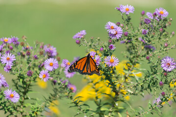 violet wildflowers (Symphyotrichum novi-belgii) and yellow wildflowers (Solidago nemoralis) with butterfly in the park