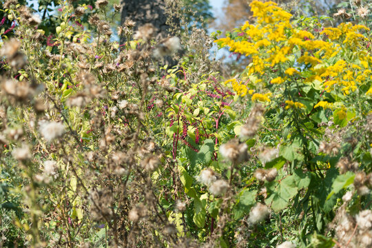 thistle, goldenrod, and phytolacca americana (plant at center back) on an escarpment in the park