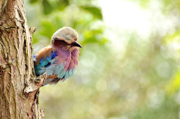 Lilac Breasted Roller perched on a tree trunk