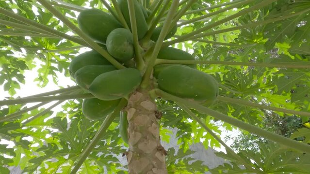 Papaya fruit that is still green hanging from the tree sticking out between the stems of the leaves in the form of a long pipe
