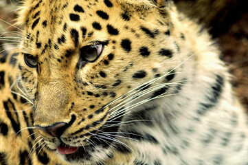 Fototapeta na wymiar Young female Amur Leopard