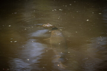 turtle vs garfish