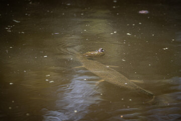 Turtle vs Garfish