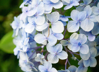 blue hydrangea flowers