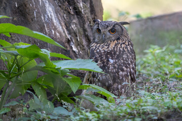 Eurasian Eagle Owl