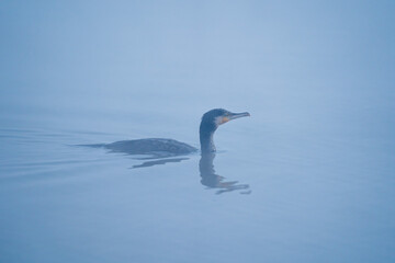 Great Cormorant in Fog