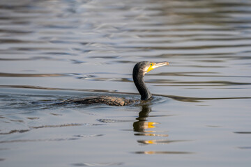 Great Cormorant Swimming on Lake