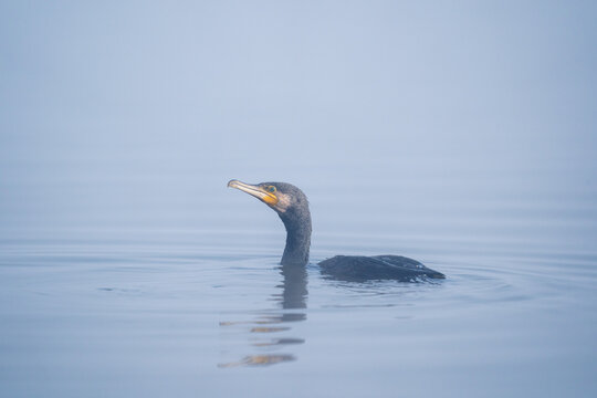 Great Cormorant In Fog