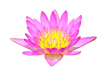 Pink water lily blooming isolated on white background.