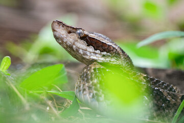 A brown malayan pit viper calloselasma rhodostoma or known as ular ranjau darat or gibug camouflaging on the ground 