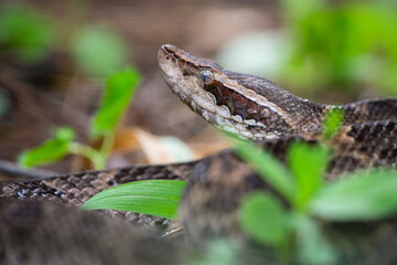 A brown malayan pit viper calloselasma rhodostoma or known as ular ranjau darat or gibug camouflaging on the ground 