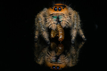 Regal jumper phidippus regius eating worm with reflection and black background 