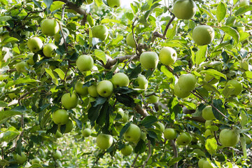 Ripe green apples on apple tree branch. 