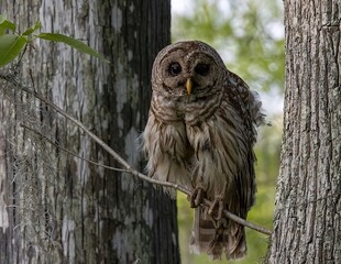Barred Owl
