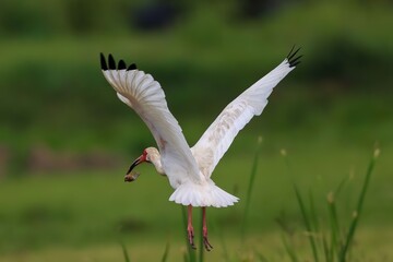 Ibis with crawfish