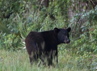 Louisiana Black Bear