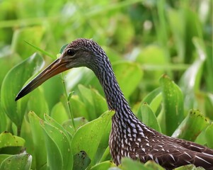 Limpkin