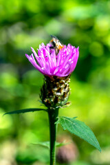pink forest flower illuminated by the sun