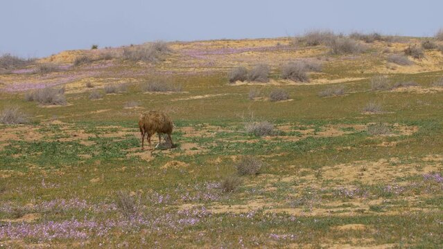 Newborn lamb and mother sheep shading, Long shot
Negev desert, israel 2022
