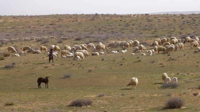 Unidentified female Young Bedouin Sheep herder and herd

Negev desert, israel 2022
