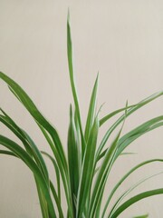 Obraz premium beautiful leaves. ornamental plants with colorful leaves