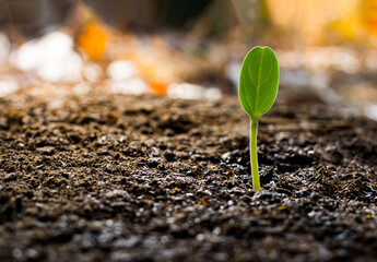 Pumpkin Seedlings are thriving from fertile soil, ecology concept. new life is coming, ecology concept,close-up