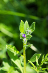 The madwort (lat. Asperugo procumbens), of the family Boraginaceae. Central Russia.