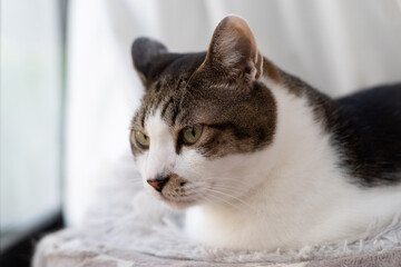 見つめる猫　キジトラ白