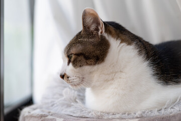 見つめる猫　キジトラ白