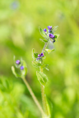 The madwort (lat. Asperugo procumbens), of the family Boraginaceae. Central Russia.