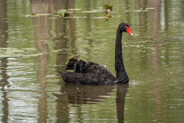 Naklejka premium Close-up of a majestic black swan swimming in a beautiful pond